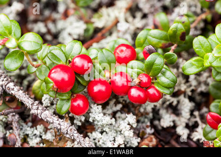 vitis idaea vaccinium tundra lingonberry lingonberries territorial tombstone cowberry yukon territory nunavut cranberries lodge foxberry regentropfen denali beeren