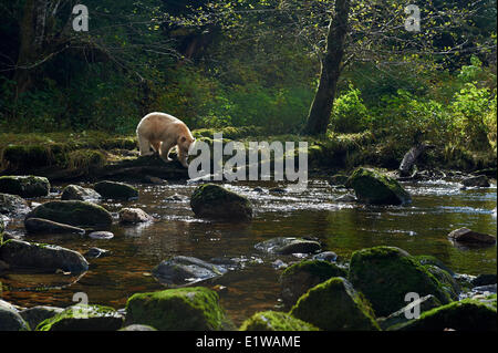 Kermode Bear, (ursus americanus kermodei) also known as the Spirit Bear, Great Bear Rainforest, British Columbia, Canada Stock Photo