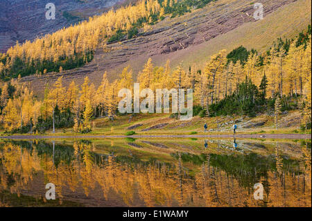 Fall Colour Reflection, Yellow trees are called Tamarack or Larch (larix laricina), Upper Rowe Lake, Waterton Lakes National Par Stock Photo