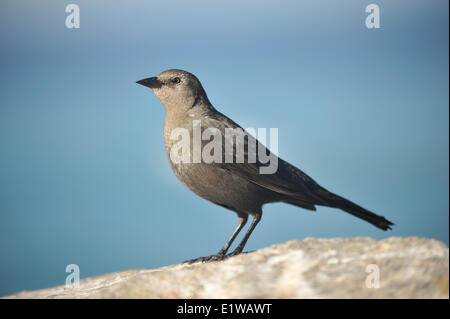 female brewers blackbird, Euphagus cyanocephalus, near Big Sur, California, USA Stock Photo