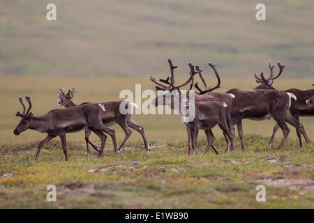 Barren-ground Caribou summer migration, Rangifer tarandus groenlandicus ...