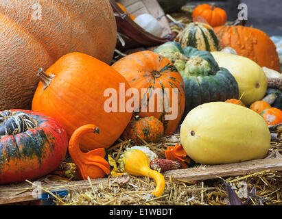 Thanksgiving display of fall harvest, pumpkins, squash and gourds, Mont Tremblant, Quebec, Canada Stock Photo