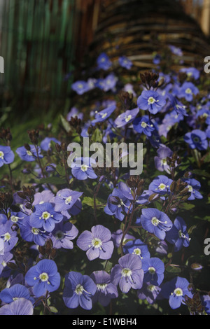 Alpine flowers growing in garden Veronica umbrosa 'Georgia Blue' Stock Photo