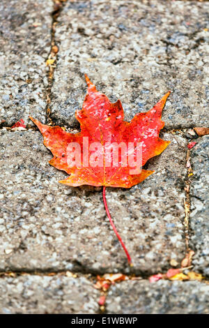 Red maple leaf on cobblestone, Montreal, Quebec, Canada Stock Photo
