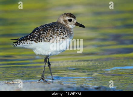 Black-bellied Plover (Pluvialis squatarola) - Fort Myers Beach, Florida Stock Photo