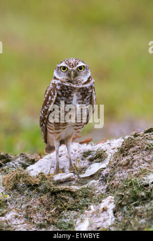 Burrowing Owl (Athene cunicularia) - Cape Coral, Florida Stock Photo