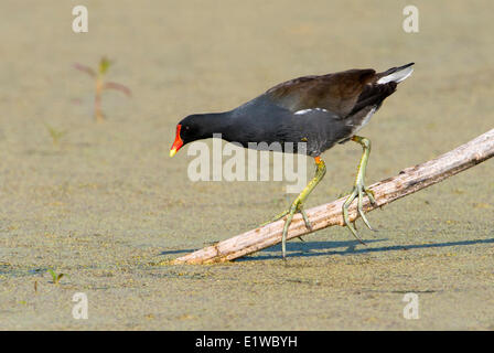 Common Moorhen (Gallinula chloropus) - Circle B Bar Reserve, Florida Stock Photo