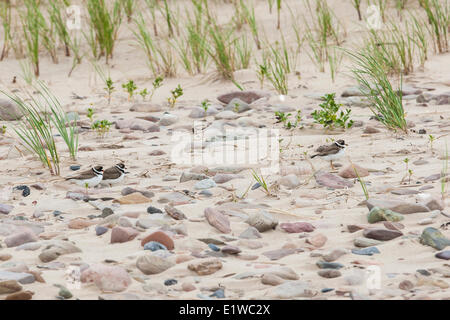 Semipalmated Plovers ( Charadrius semipalmatus) on the beach of Gros Îles-Nord, Magdalen Islands, Quebec. © Allen McEachern. Stock Photo