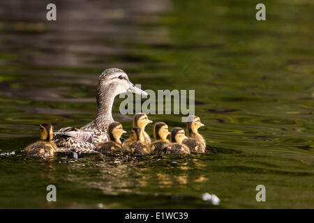 A female Mallard or Wild Duck (Anas platyrhynchos) swimming with her ducklings which are less than a week old. Lac des Grand Stock Photo