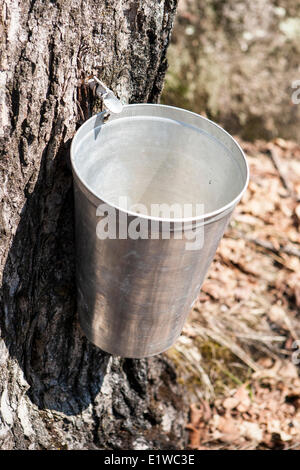 Maple sap collection for the production of Maple Syrup, Saint Faustin, Quebec. © Allen McEachern. Stock Photo