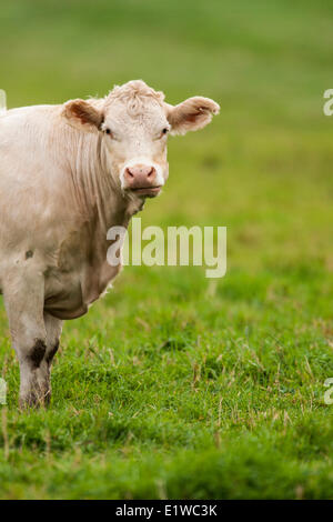 Charolais cattle (Bos taurus) a beef breed cattle which originated in Charolais around Charolles in France. © Allen McEachern Stock Photo