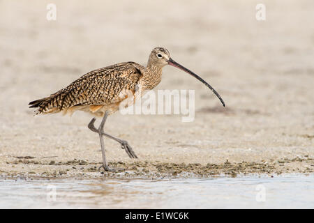 Long-billed Curlew (Numenius americanus) - Fort Desoto State Park, Florida Stock Photo