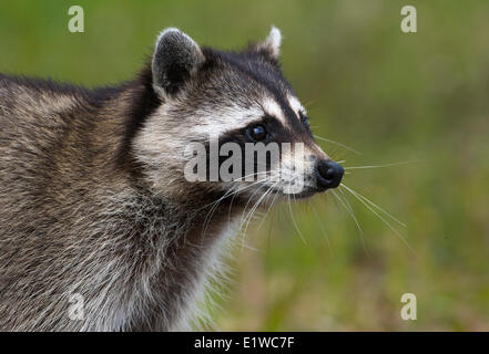 Raccoon (Procyon lotor) - Fort Desoto State Park, Florida Stock Photo