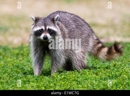 Raccoon (Procyon lotor) - Fort Desoto State Park, Florida