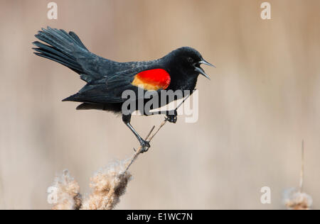 Red-winged Blackbird (Agelaius phoeniceus) - Rithets Bog, Victoria BC