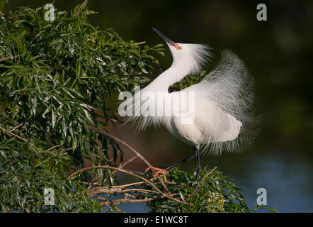 Snowy Egret (Egretta thula) - Florida Stock Photo