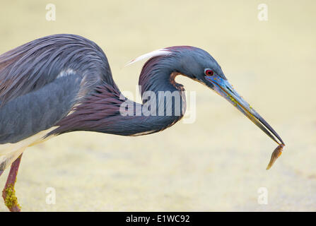 Tri-colored Heron (Egretta tricolor) - Florida Stock Photo