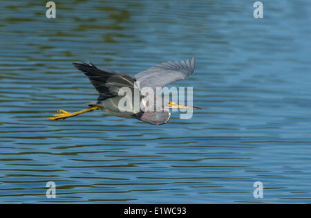 Tri-colored Heron (Egretta tricolor) - Florida Stock Photo