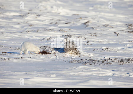 Arctic fox (Alopex lagopus) snowy owl (Bubo scandiacus) with scrap musk ox (Ovibos moschatus) west coast Hudson Bay south Stock Photo
