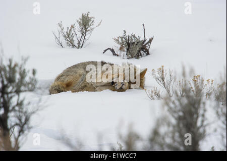 Coyote (Canis latrans), Yellowstone National Park, Wyoming, United States of America Stock Photo