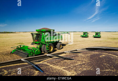 combine harvesters work in a canola field, near Kamsack, Saskatchewan, Canada