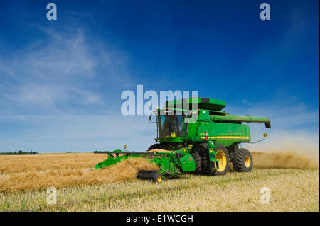 a combine harvester works in a swathed canola field, near Kamsack, Saskatchewan, Canada