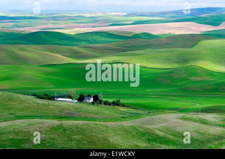 A farm and rolling farm land in the Palouse region in Washington State, USA. Stock Photo