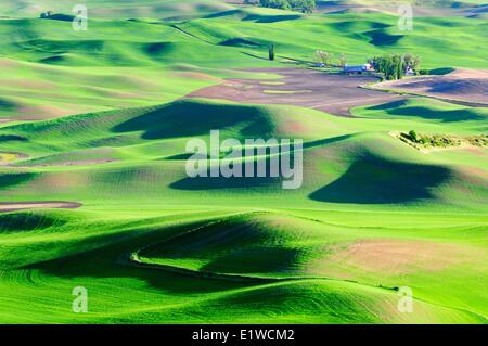 A farm and rolling farm land in the Palouse region in Washington State, USA. Stock Photo