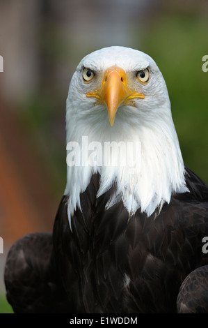 Bald eagle, Portrait, Stock Photo