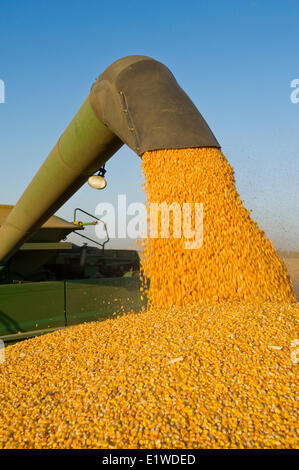 a combine empties into a grain wagon on the go, during the feed/ grain corn harvest, near Niverville, Manitoba, Canada Stock Photo