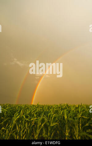 a field of feed/grain corn and a sky with a rainbow in the background, near Landmark, Manitoba, Canada Stock Photo
