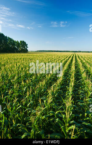 a field of feed/grain corn stretches to the horizon, near Lorette, Manitoba, Canada Stock Photo