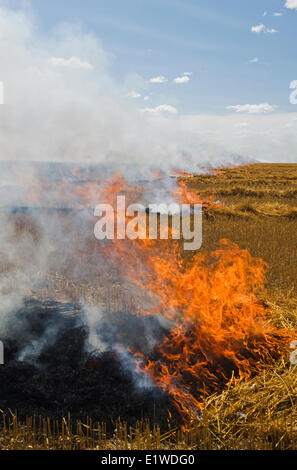 oat stubble burning near St. Agathe, Manitoba, Canada Stock Photo