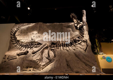 Canada Alberta Drumheller Dinosaur fossils from Dinosaur Provincial ...