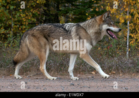 Timber or Gray wolf moving at edge of forest, along gravel roadside. (Canis lupus); Minnesota; United States of America Stock Photo