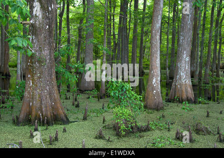 Bald cypress trees (Taxodium distichum) swamp vegetation in the Lacassine National Wildlife Refuge Louisiana United States Stock Photo