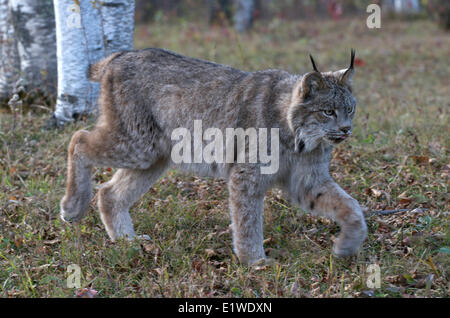 Canada Lynx walking through late summer grasses. (Lynx canadensis), Minnesota, United States of America Stock Photo