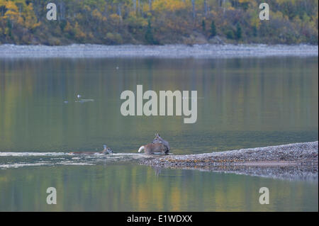 White-tailed Deer (Odocoileus virginianus),  Waterton Lakes National Park, southwest Alberta, Canada. Stock Photo