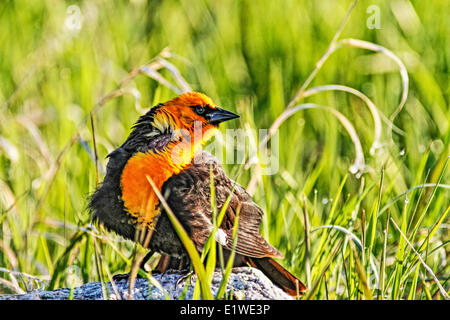 Yellow Headed Blackbird (Xanthocephalus xanthocephalus) Sitting on rock. HDR. Frank Lake, Alberta, Canada Stock Photo