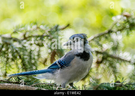 Blue Jay (Cyanocitta cristata) Sitting in the trees, Calgary, Alberta, Canada Stock Photo