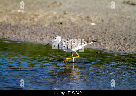 Greater Yellowlegs (Tringa melanoleuca) Walking by shoreline, looking for food. Strathmore, Alberta, Canada Stock Photo