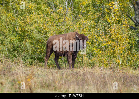 Plains Bison (Bison bison bison) Buffalo Calf, Elk Island Park, Alberta, Canada Stock Photo