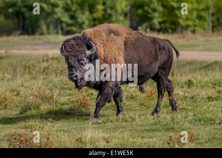 Plains Bison (Bison bison bison) Buffalo male, Elk Island Park, Alberta, Canada Stock Photo