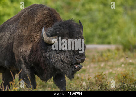 Plains Bison (Bison bison bison) Buffalo Male, Elk Island Park, Alberta, Canada Stock Photo