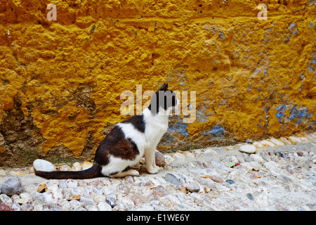 Greece, Dodecanese, Kos island, Cat Stock Photo