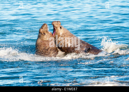 Southern elephant seal (Mirounga leonina) bulls fighting for a territory on the beach St. Andrews Bay Island South Georgia Stock Photo