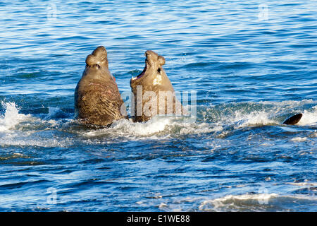 Southern elephant seal (Mirounga leonina) bulls fighting for a territory on the beach St. Andrews Bay Island South Georgia Stock Photo