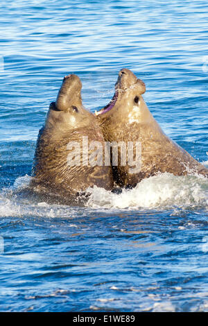 Southern elephant seal (Mirounga leonina) bulls fighting for a territory on the beach St. Andrews Bay Island South Georgia Stock Photo