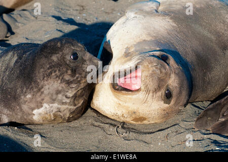 Southern elephant seal (Mirounga leonina) mother & pup, St. Andrews Bay, Island of South Georgia, Antarctica Stock Photo