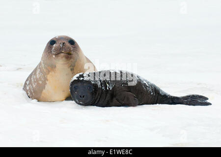 Southern elephant seal (Mirounga leonina) mother & pup, St. Andrews Bay, Island of South Georgia, Antarctica Stock Photo